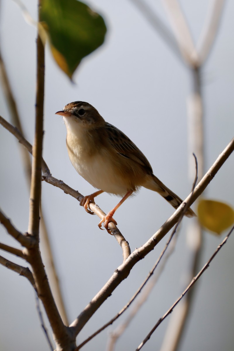 Ihi-txoria - ML646156762