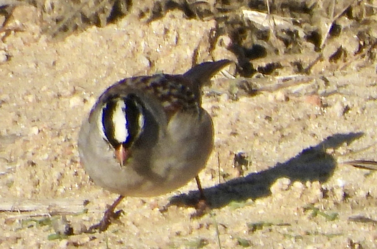 White-crowned Sparrow - ML646156763