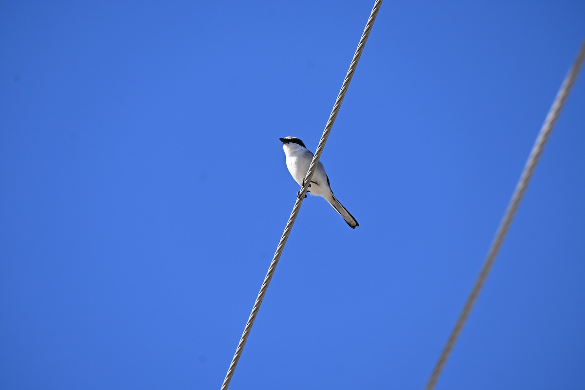 Loggerhead Shrike - ML646156765
