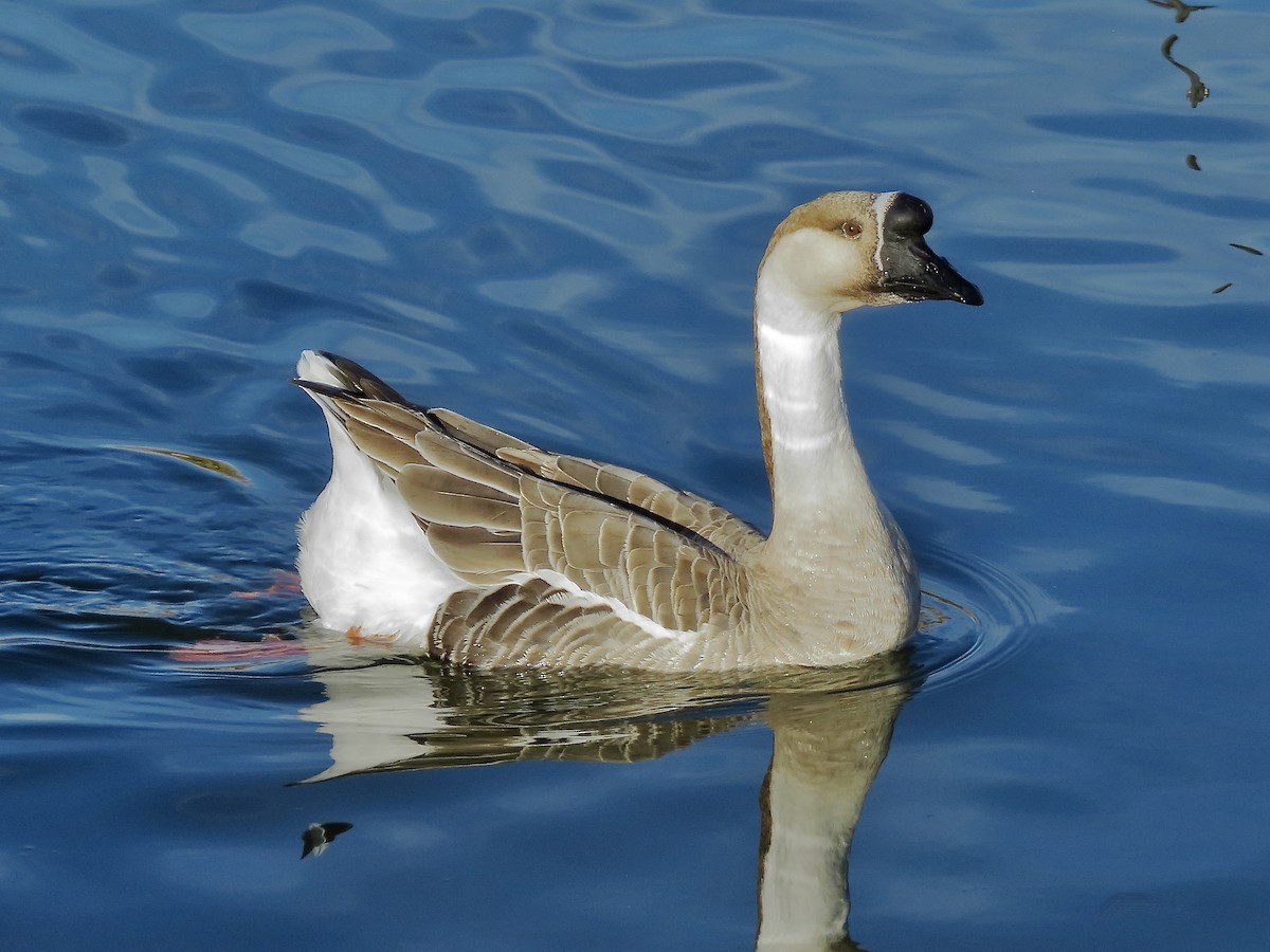 Antzara beltxarga (etxekoa) - ML646156766