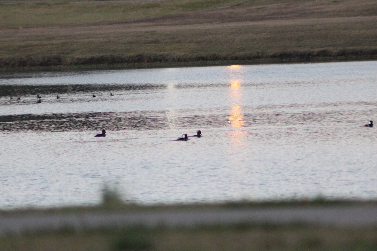 Zerra buruhandia - ML646156778