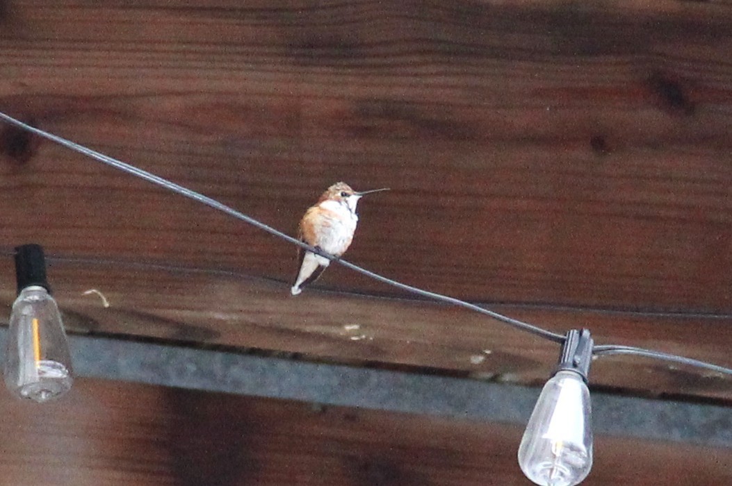 Rufous Hummingbird - ML646156781