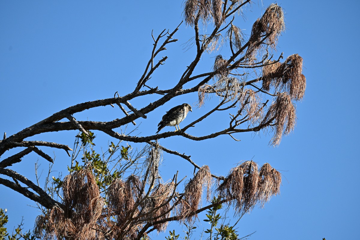 Red-shouldered Hawk - ML646156784