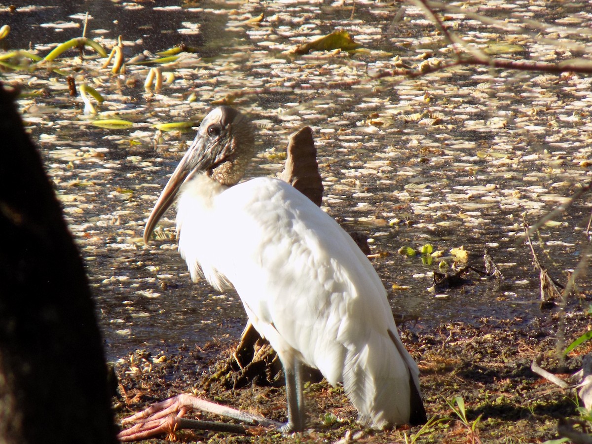 Tantalo amerikarra - ML646156785