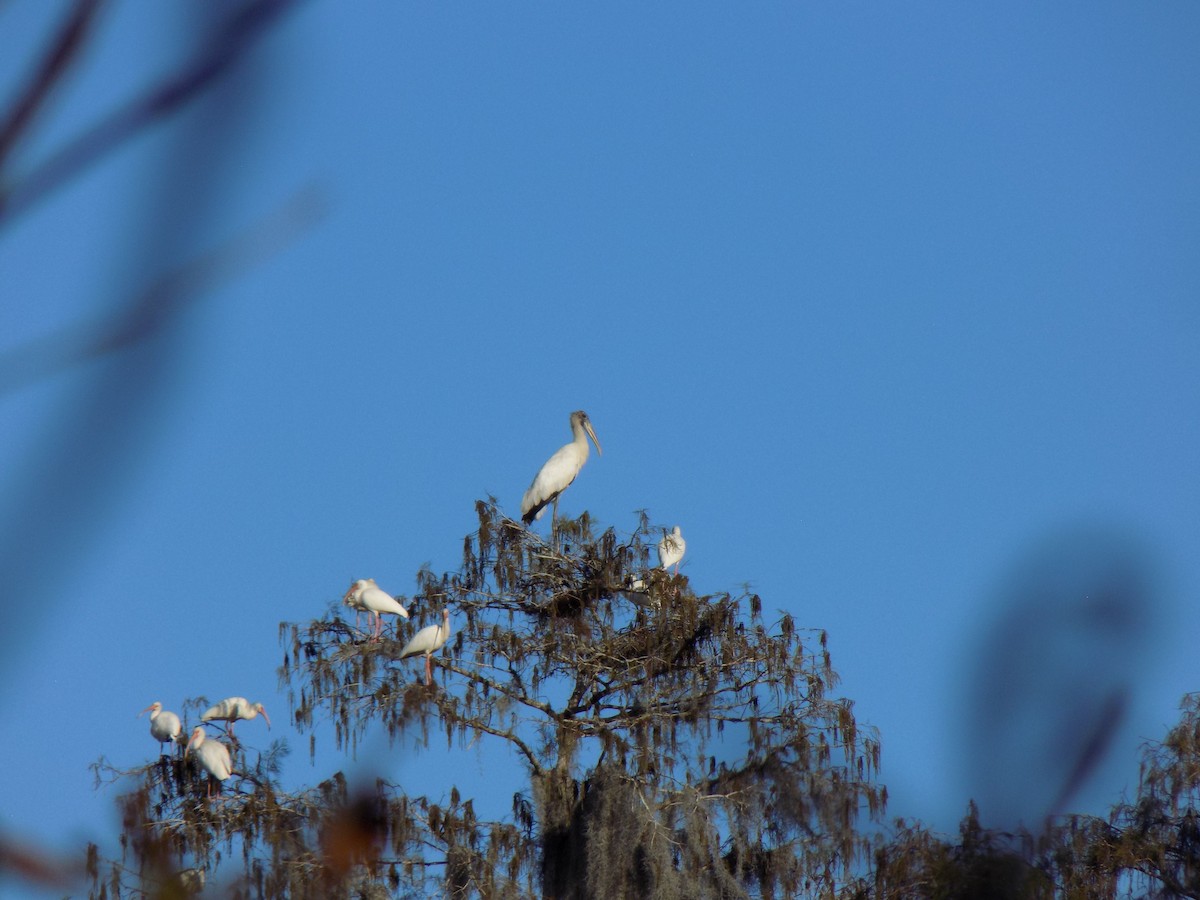 Tantalo amerikarra - ML646156786