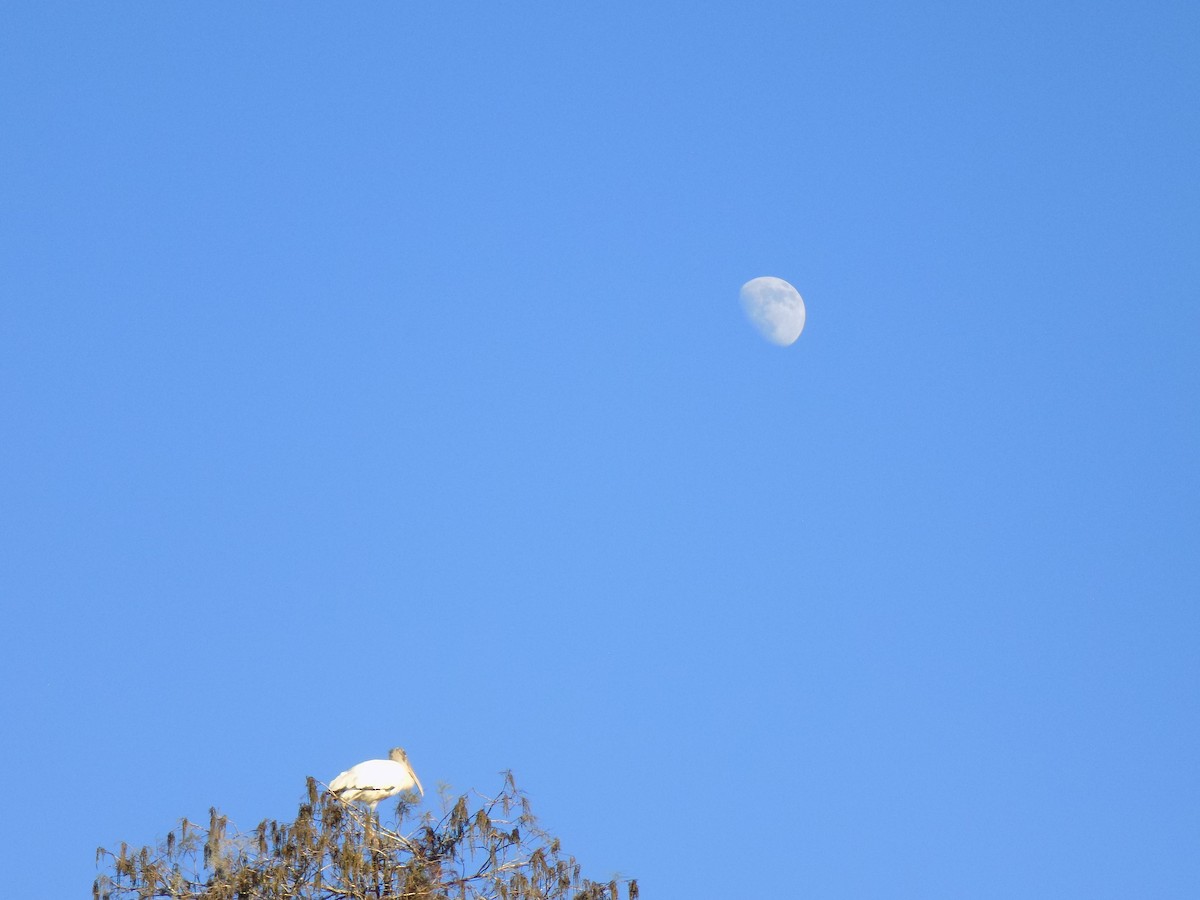 Tantalo amerikarra - ML646156788