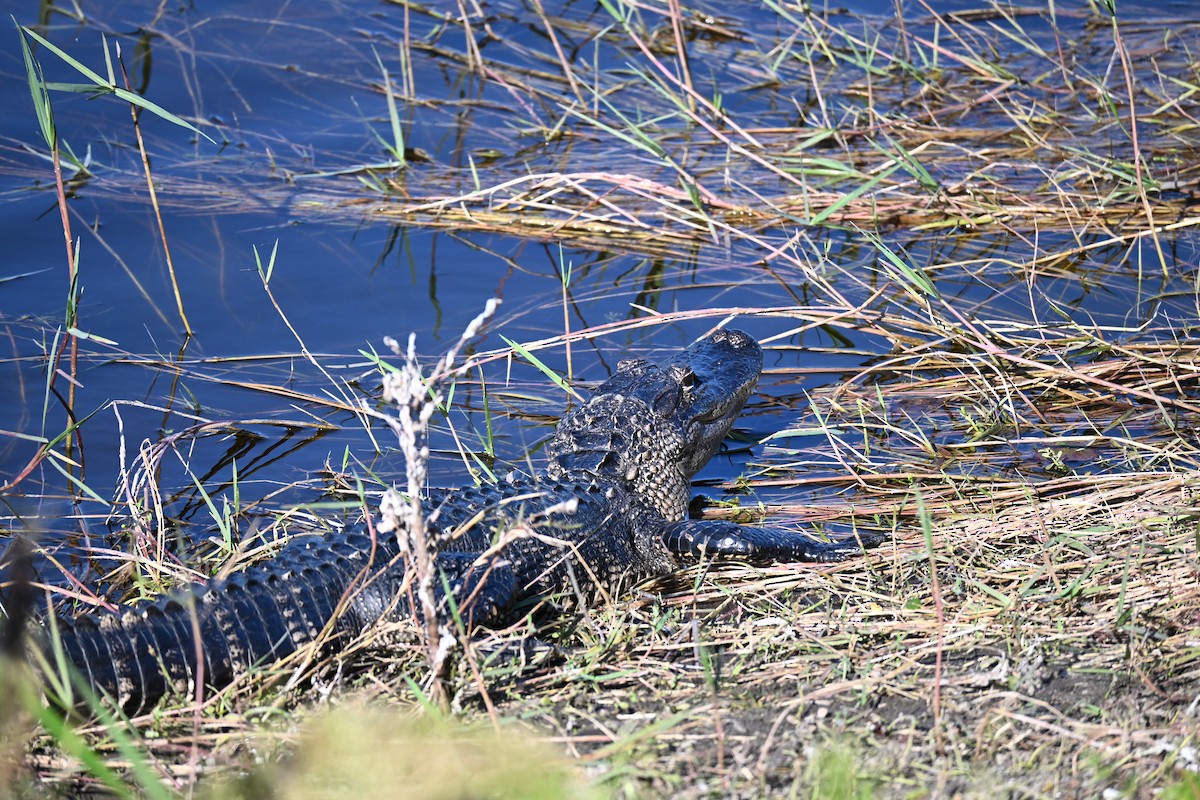 American Alligator - ML646156789
