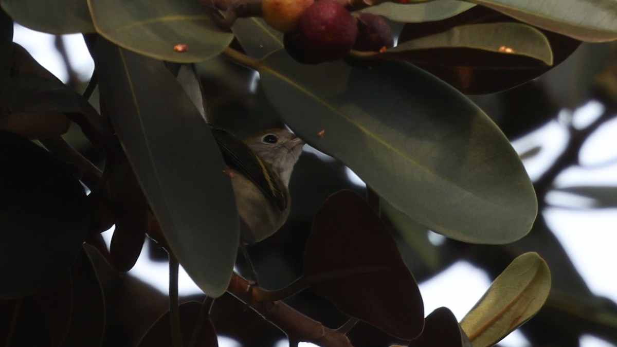 Chestnut-sided Warbler - ML646156791
