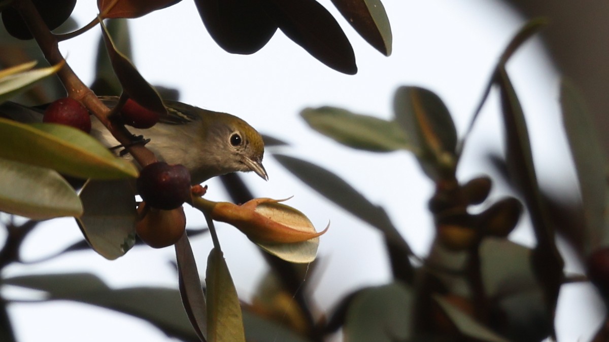 Chestnut-sided Warbler - ML646156792
