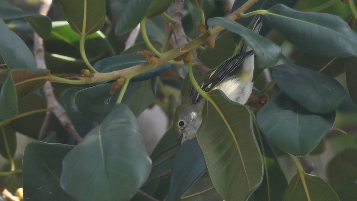 Chestnut-sided Warbler - ML646156793