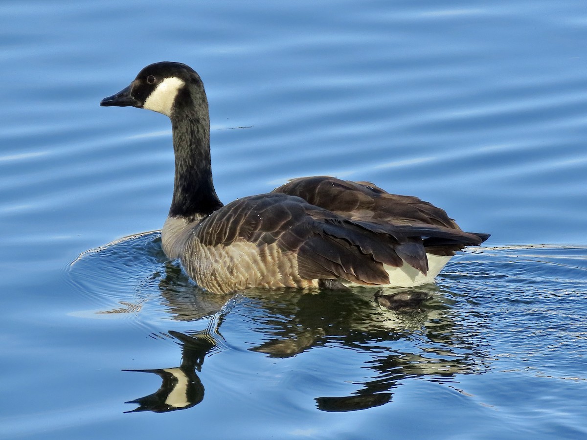 Branta kanadar handia - ML646156794