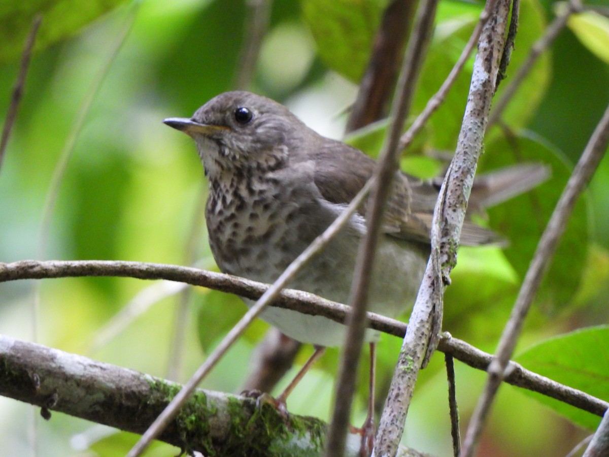 Grauwangen-Musendrossel - ML646156795