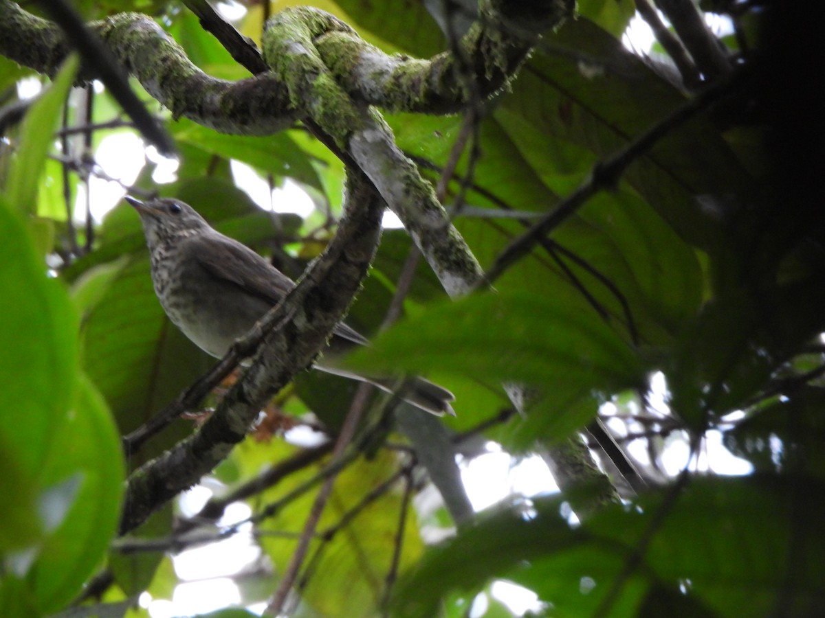 Grauwangen-Musendrossel - ML646156796