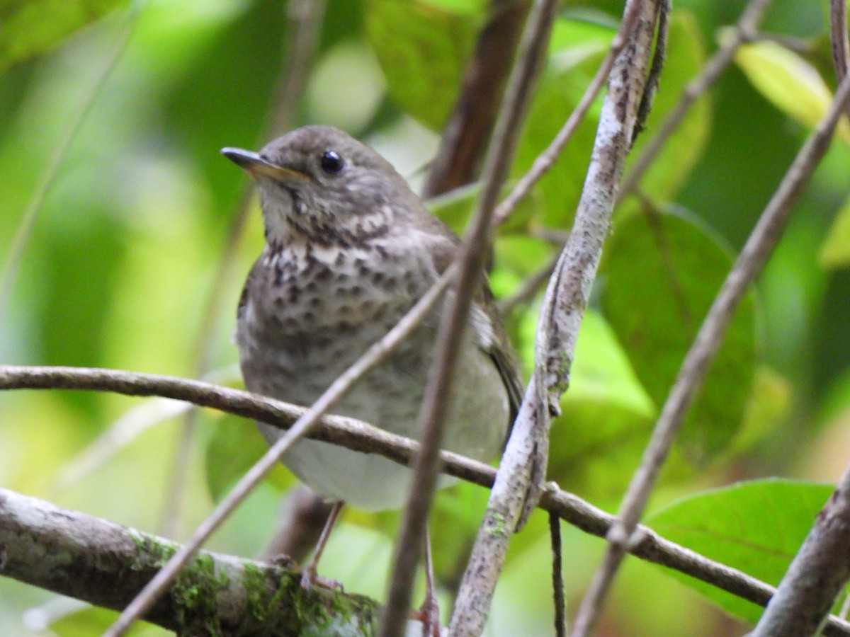 Grauwangen-Musendrossel - ML646156797