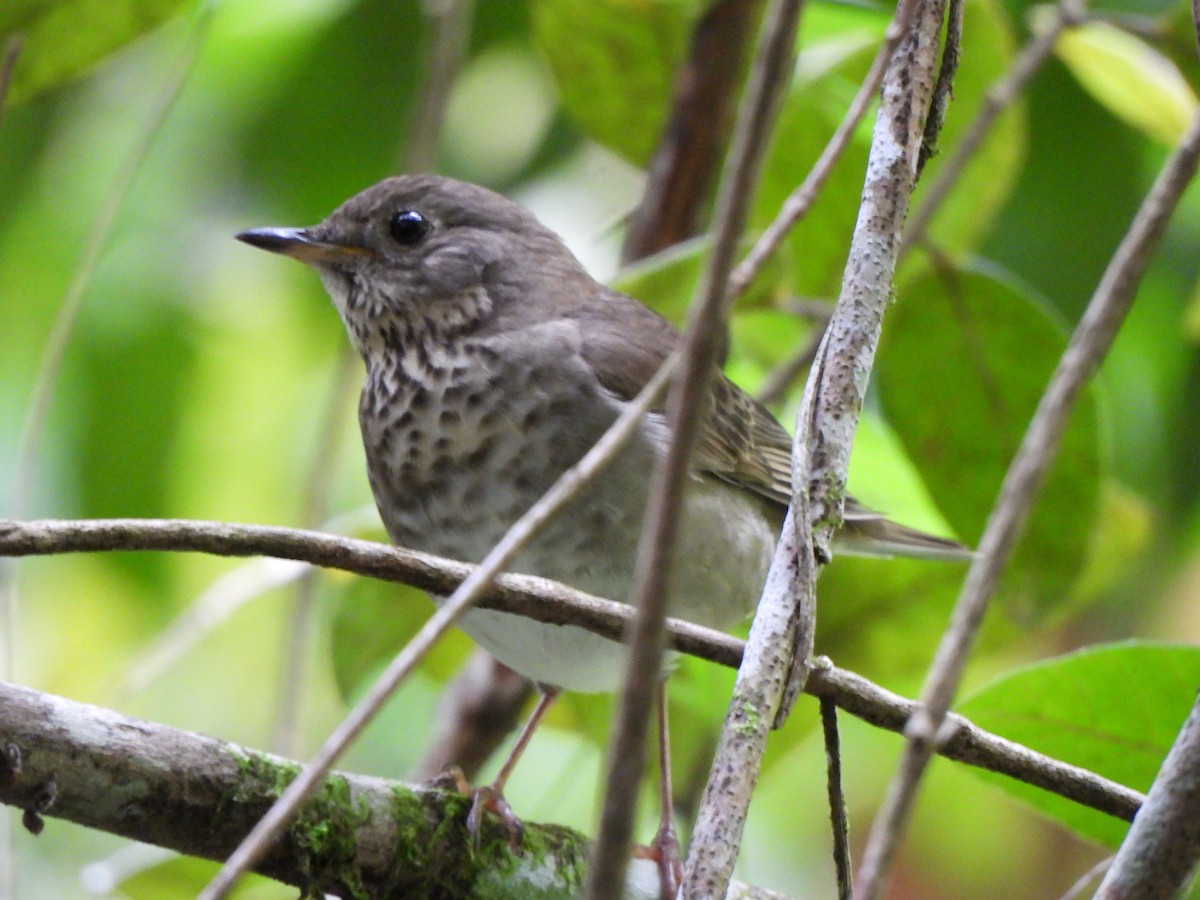 Grauwangen-Musendrossel - ML646156798