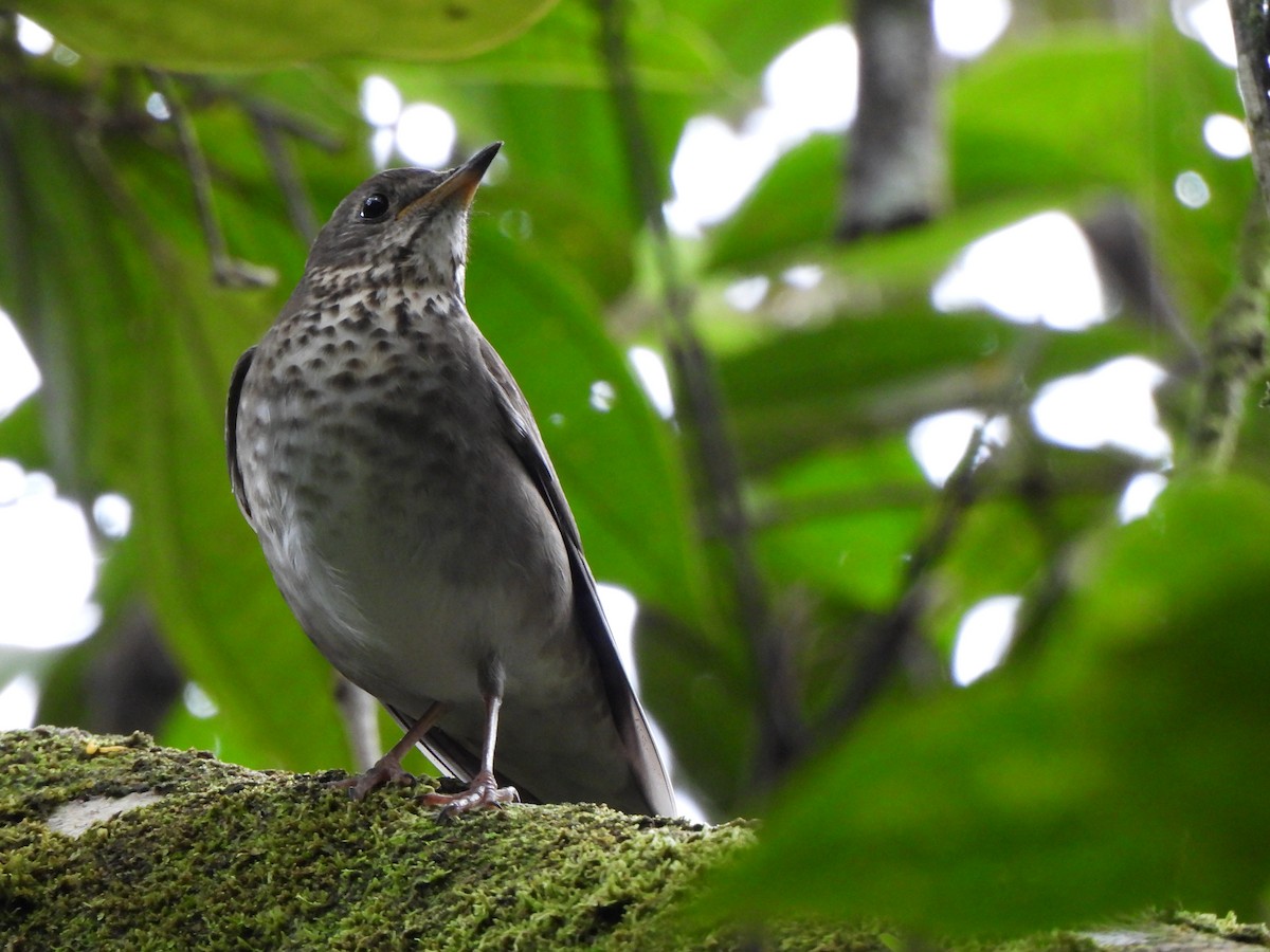 Grauwangen-Musendrossel - ML646156799