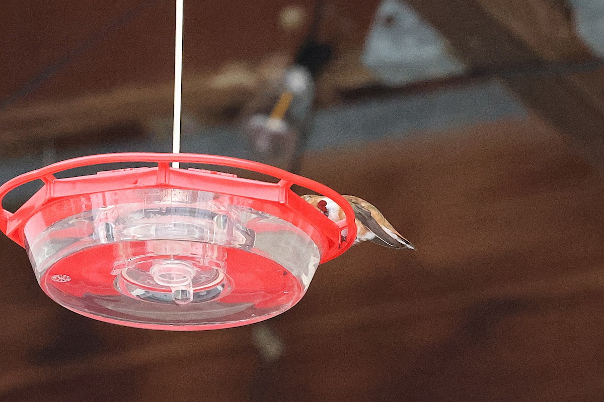 Rufous Hummingbird - ML646156801