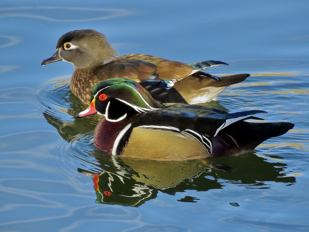 Wood Duck - ML646156807