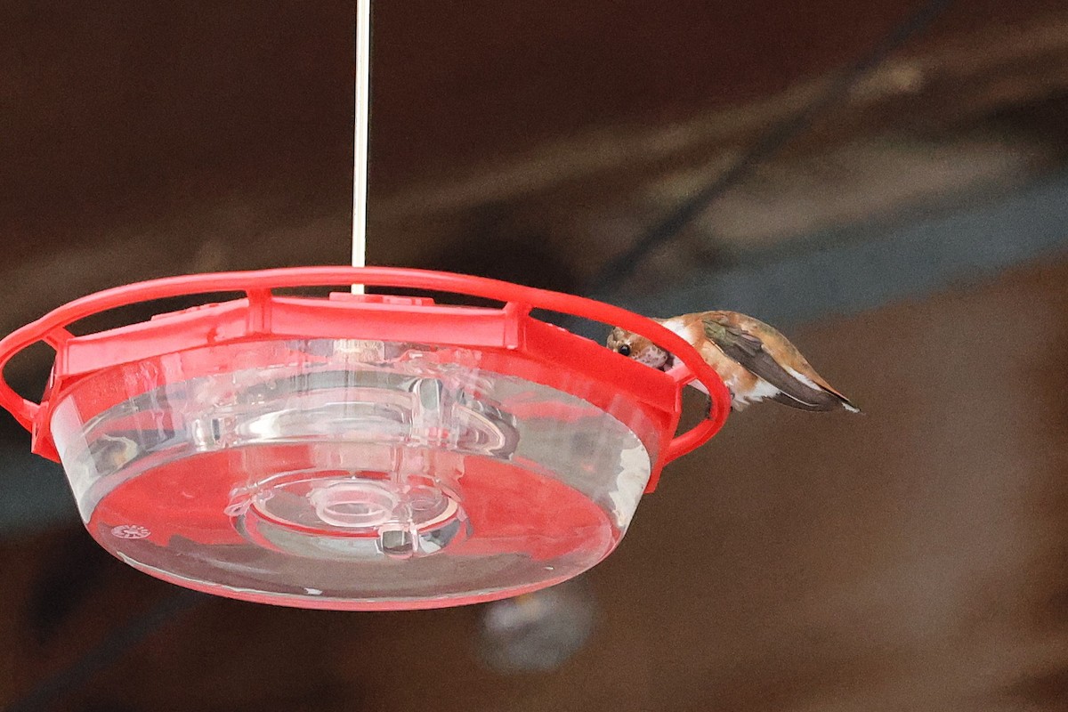 Rufous Hummingbird - ML646156808