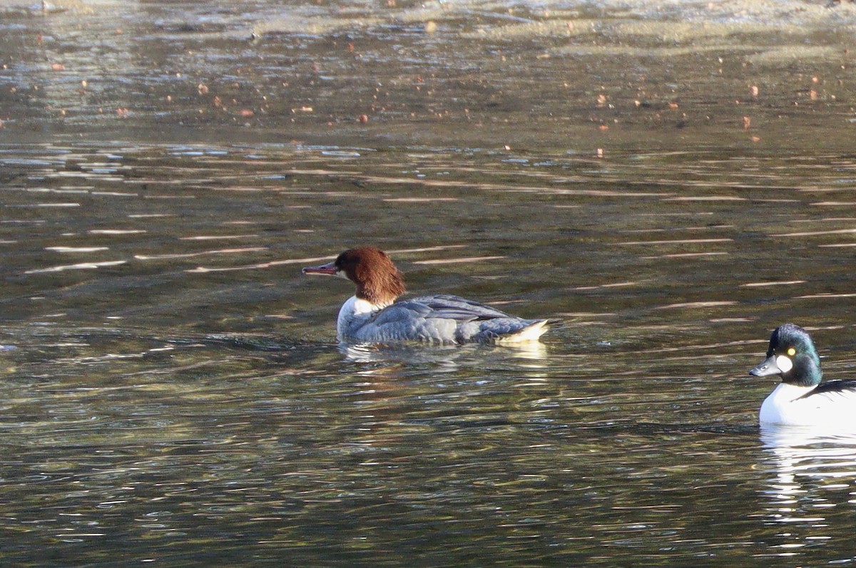 Common Merganser - ML646156809