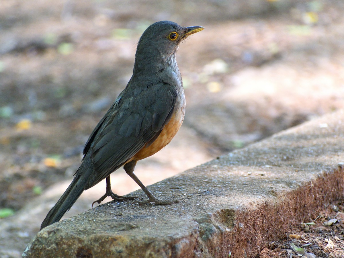 Rufous-bellied Thrush - ML646156810