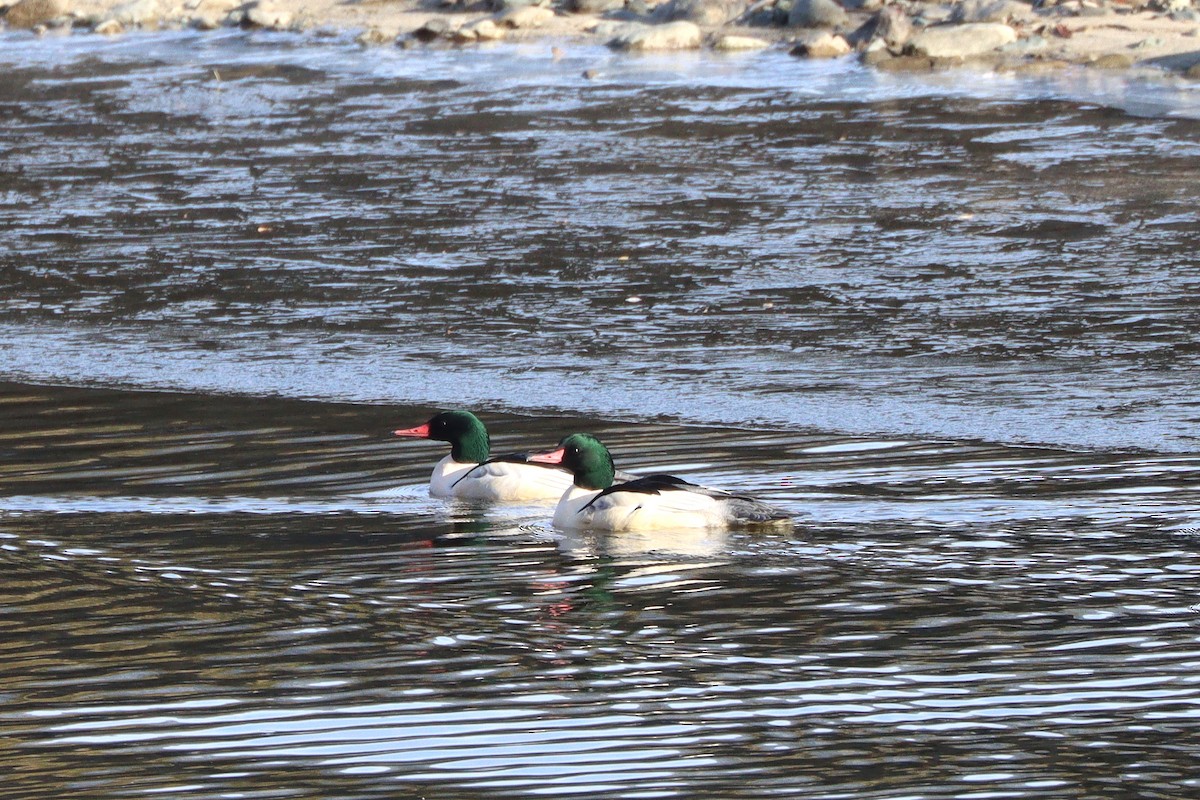 Common Merganser - ML646156814