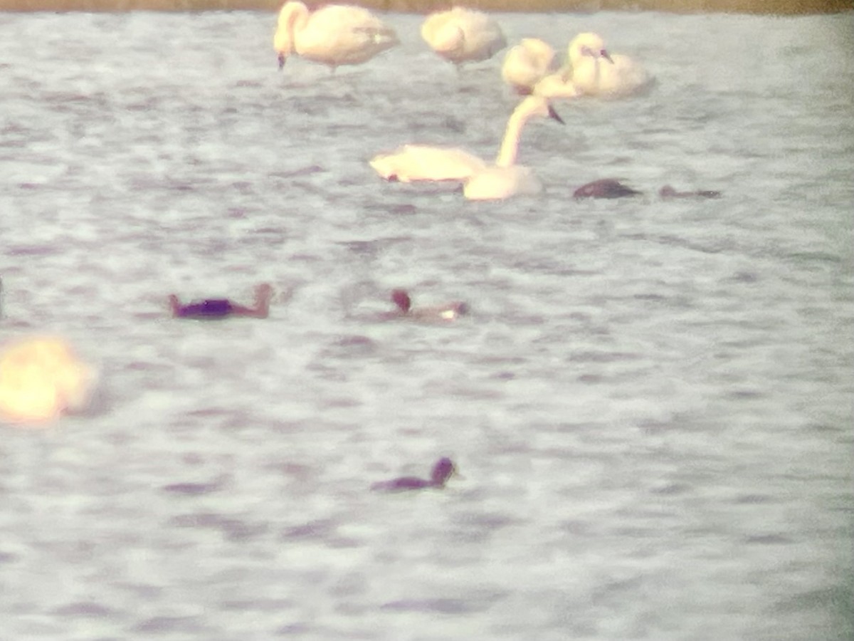 Eurasian Wigeon - ML646156815