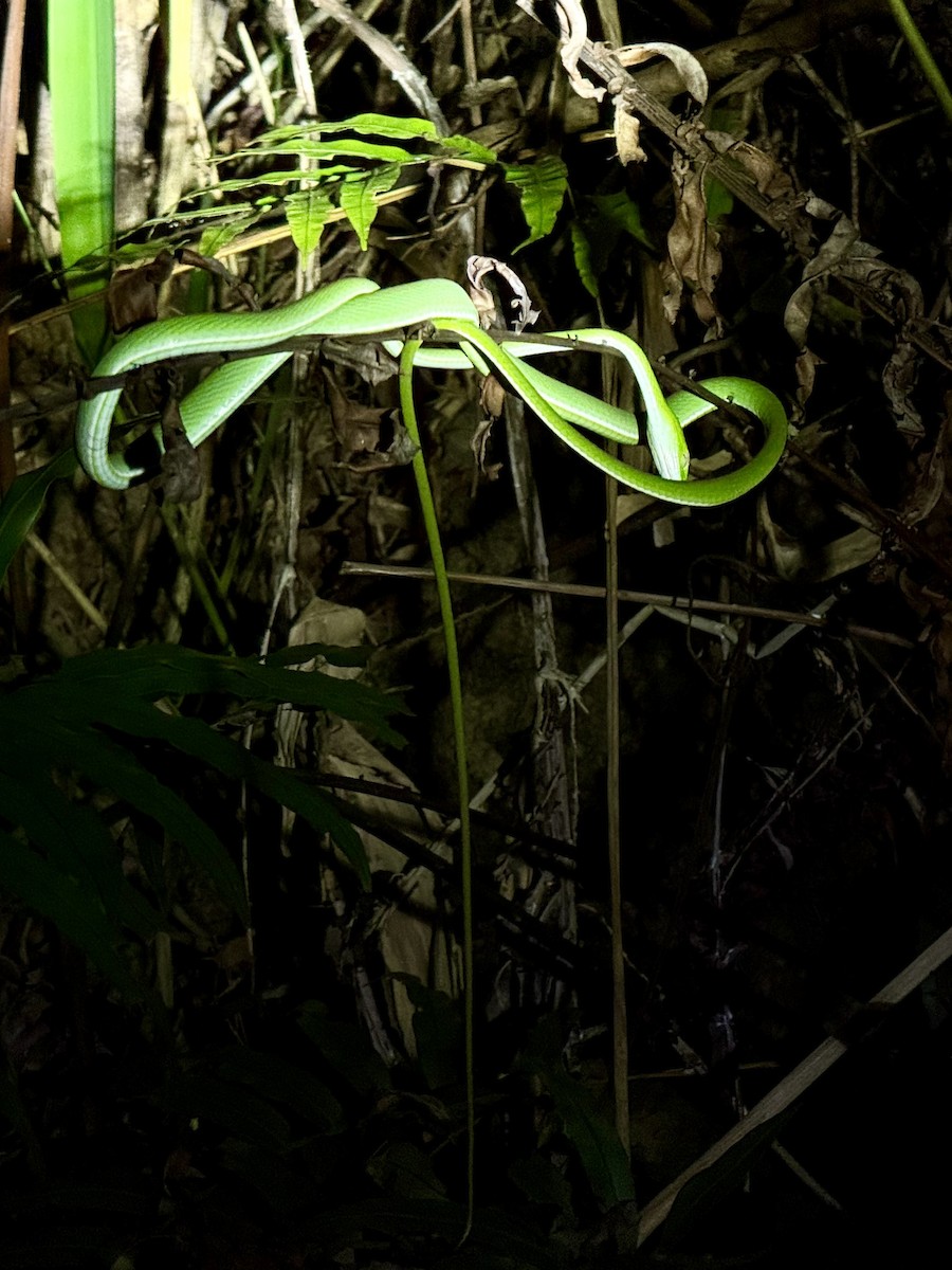 動物界 - ML646156816