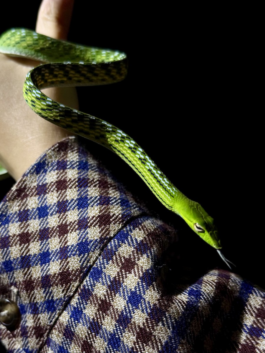 動物界 - ML646156817