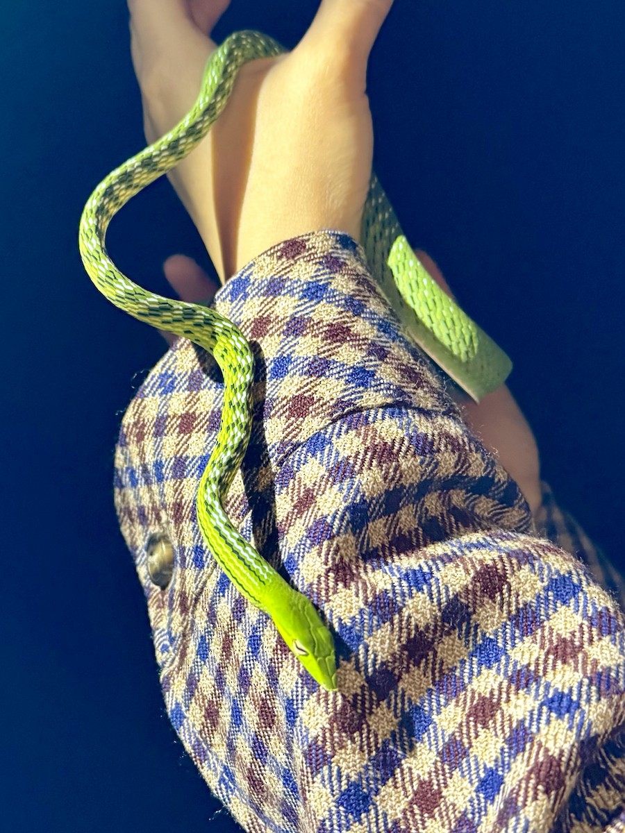 動物界 - ML646156818