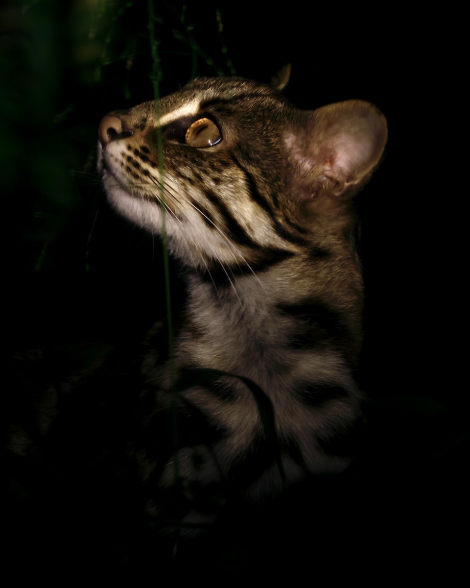 動物界 - ML646156819