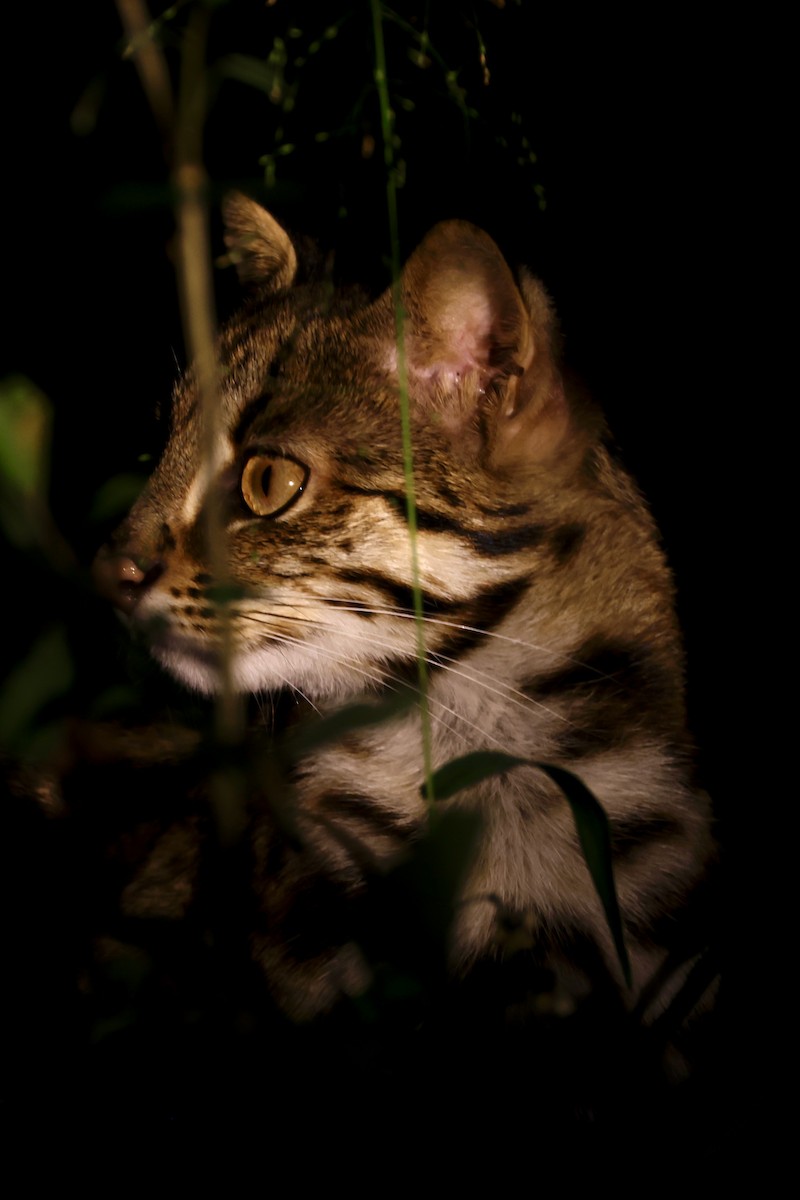 動物界 - ML646156820