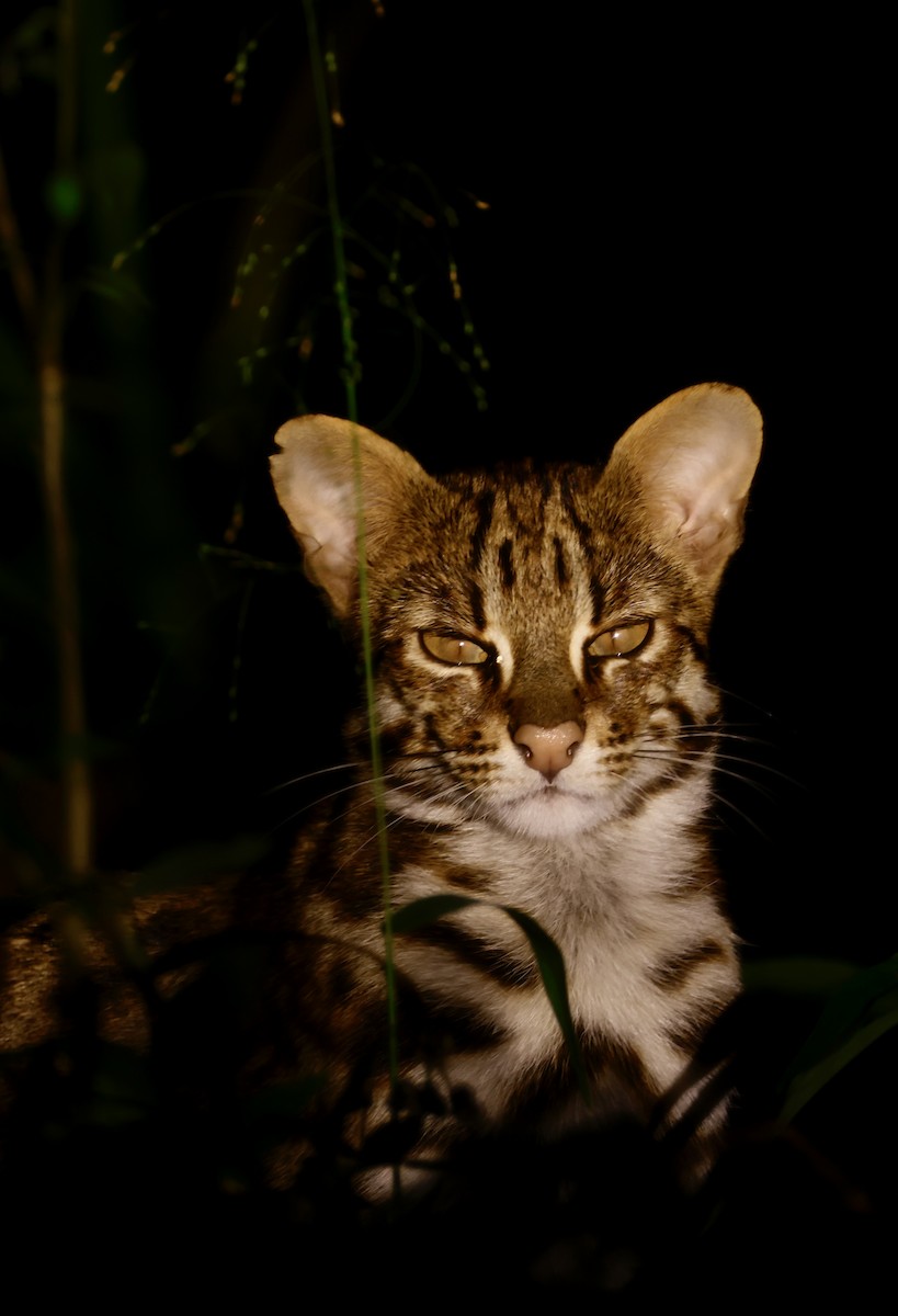 動物界 - ML646156821