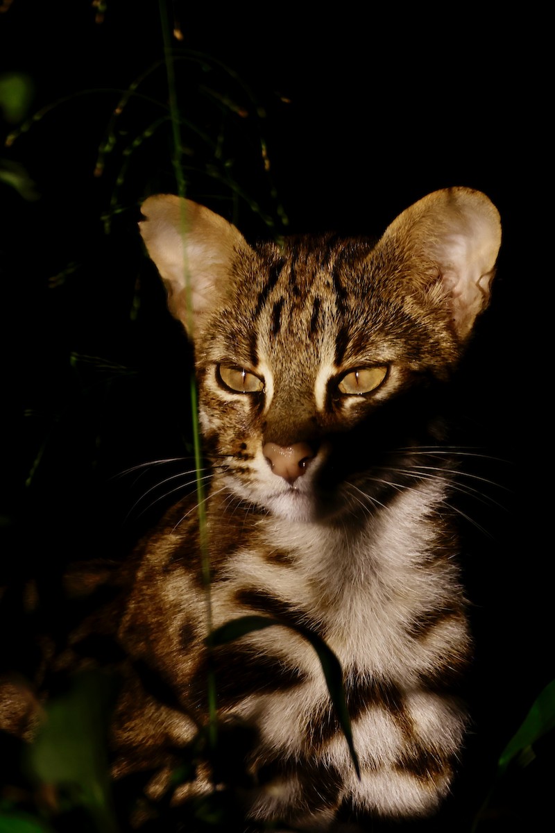 動物界 - ML646156822