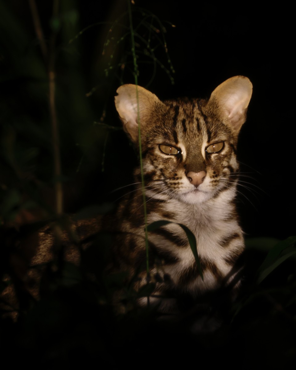 動物界 - ML646156823