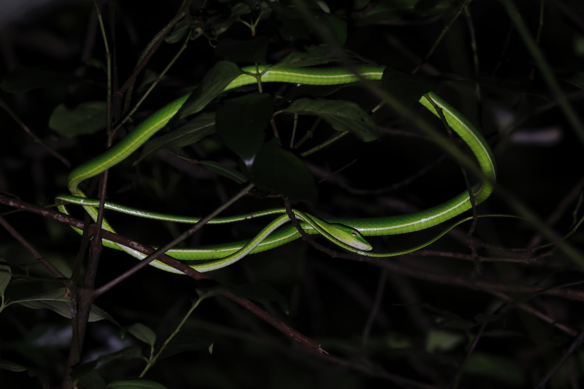 動物界 - ML646156824