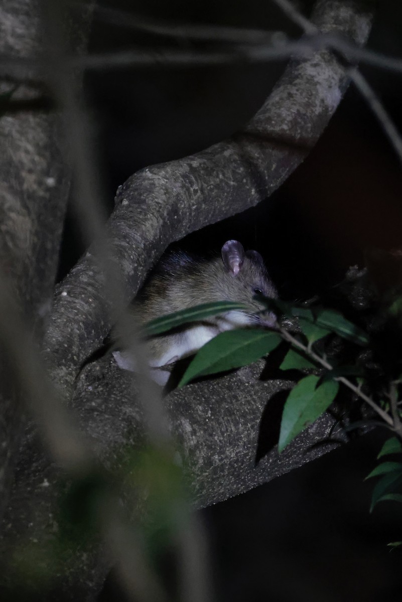 動物界 - ML646156825