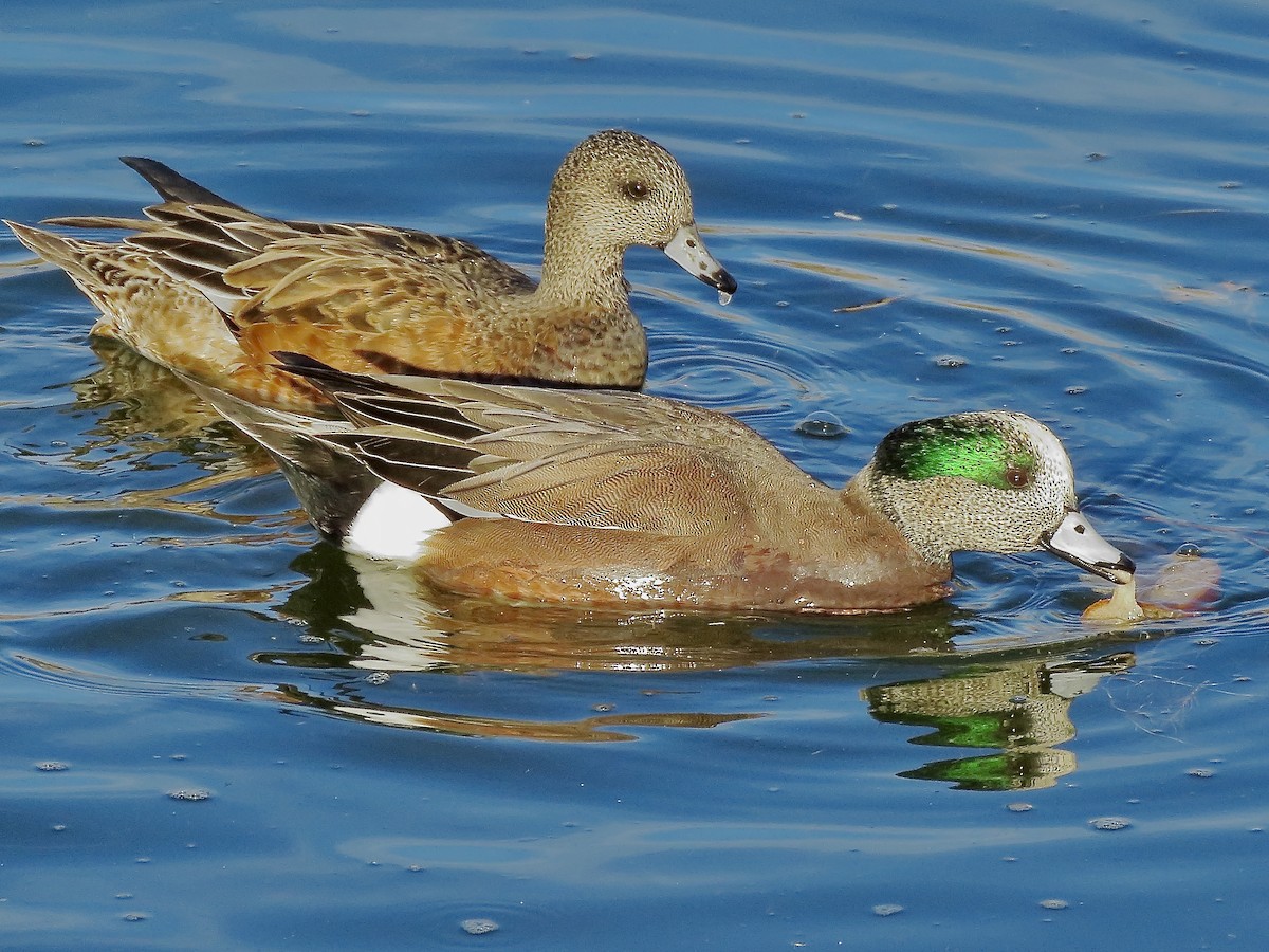 American Wigeon - ML646156826