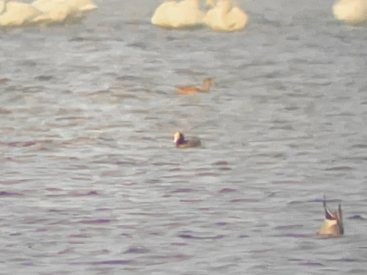 Eurasian Wigeon - ML646156829