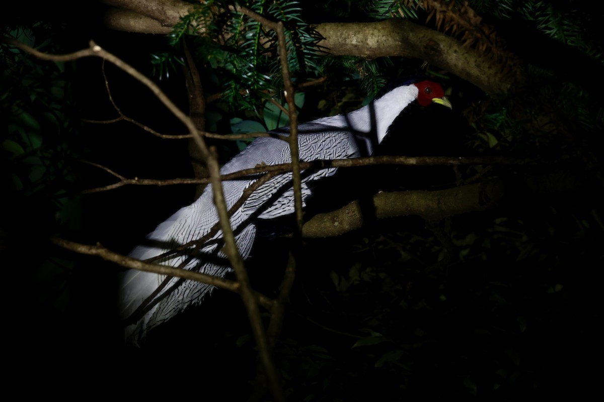 ハッカン - ML646156830