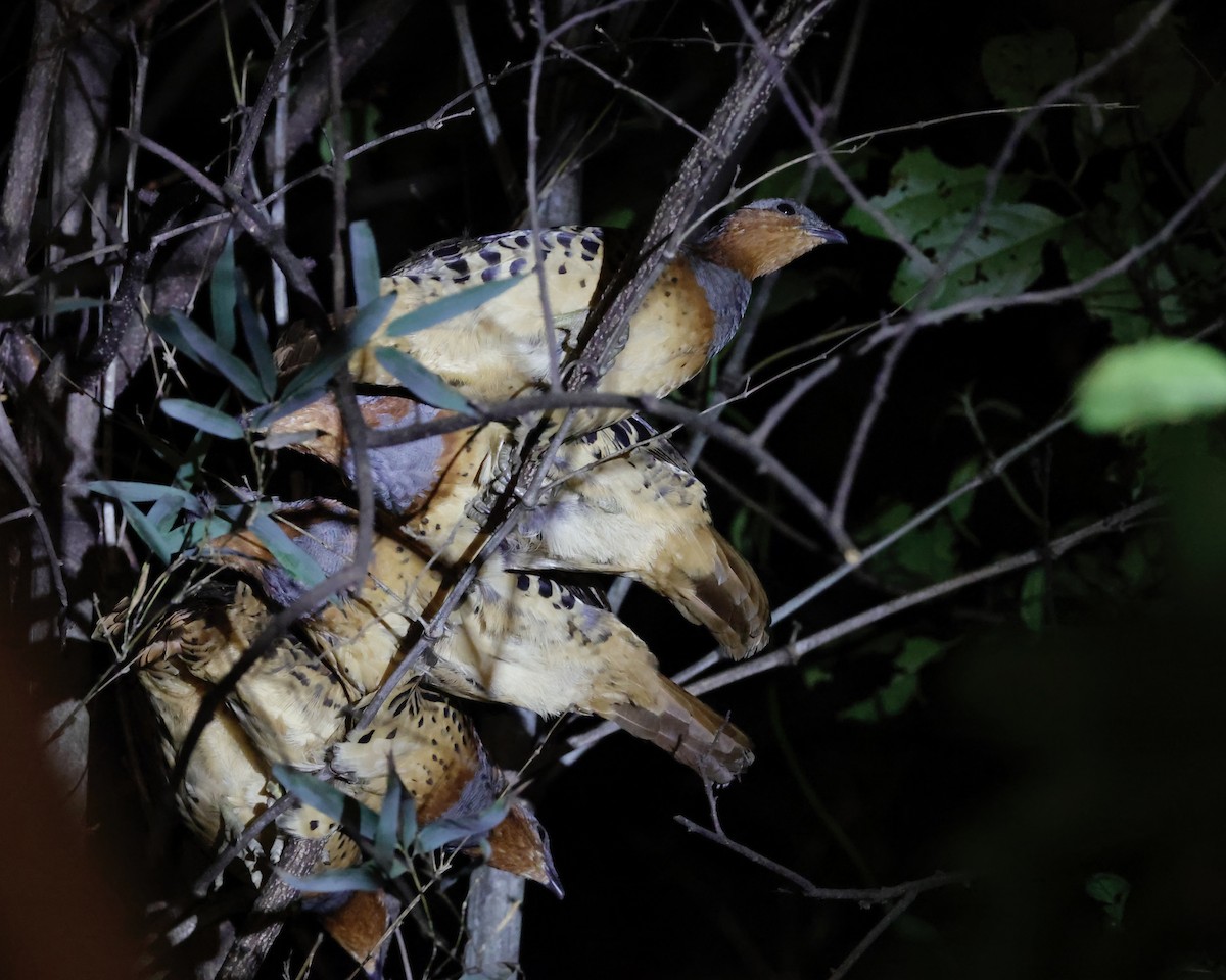 コジュケイ - ML646156834