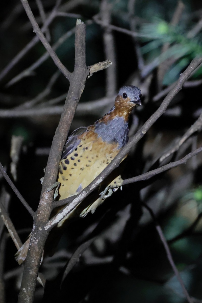 コジュケイ - ML646156835