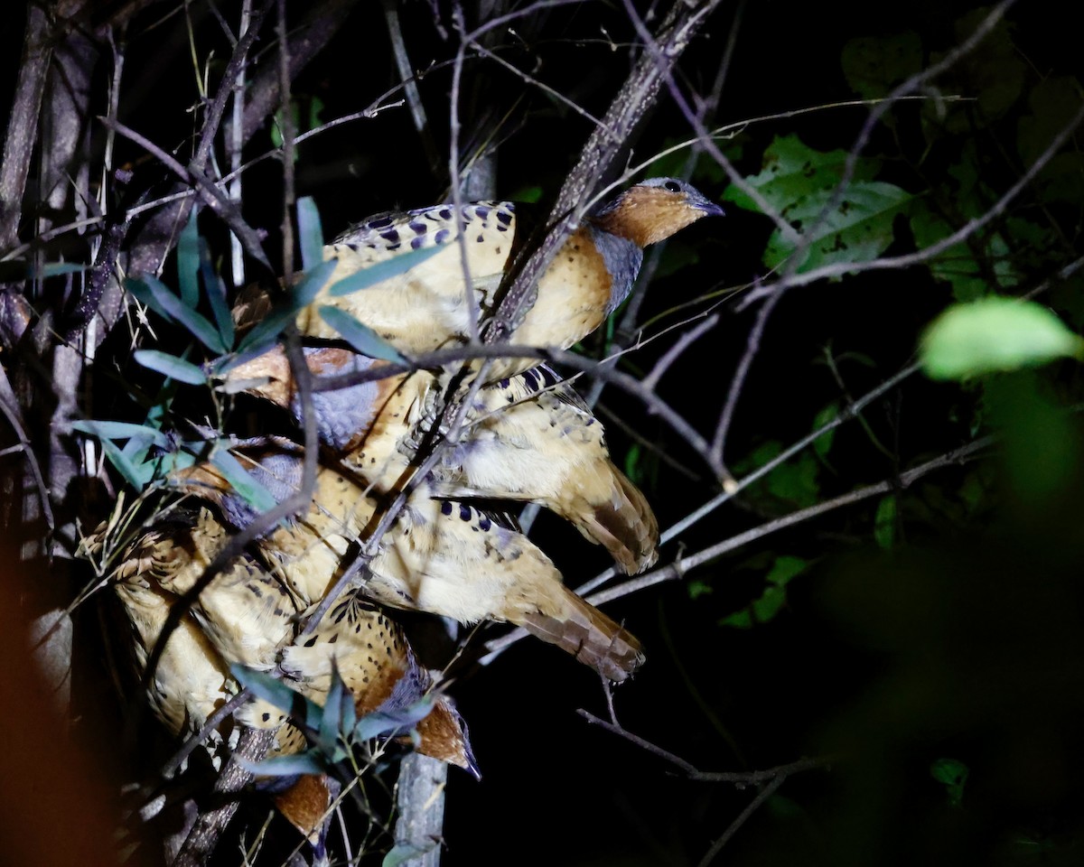 コジュケイ - ML646156836