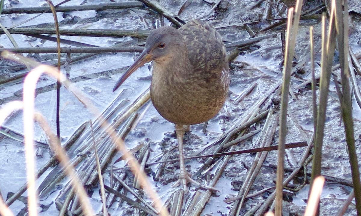 King/Clapper Rail - ML646156837