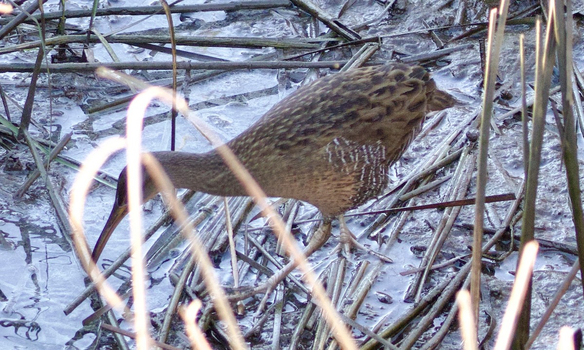 King/Clapper Rail - ML646156838