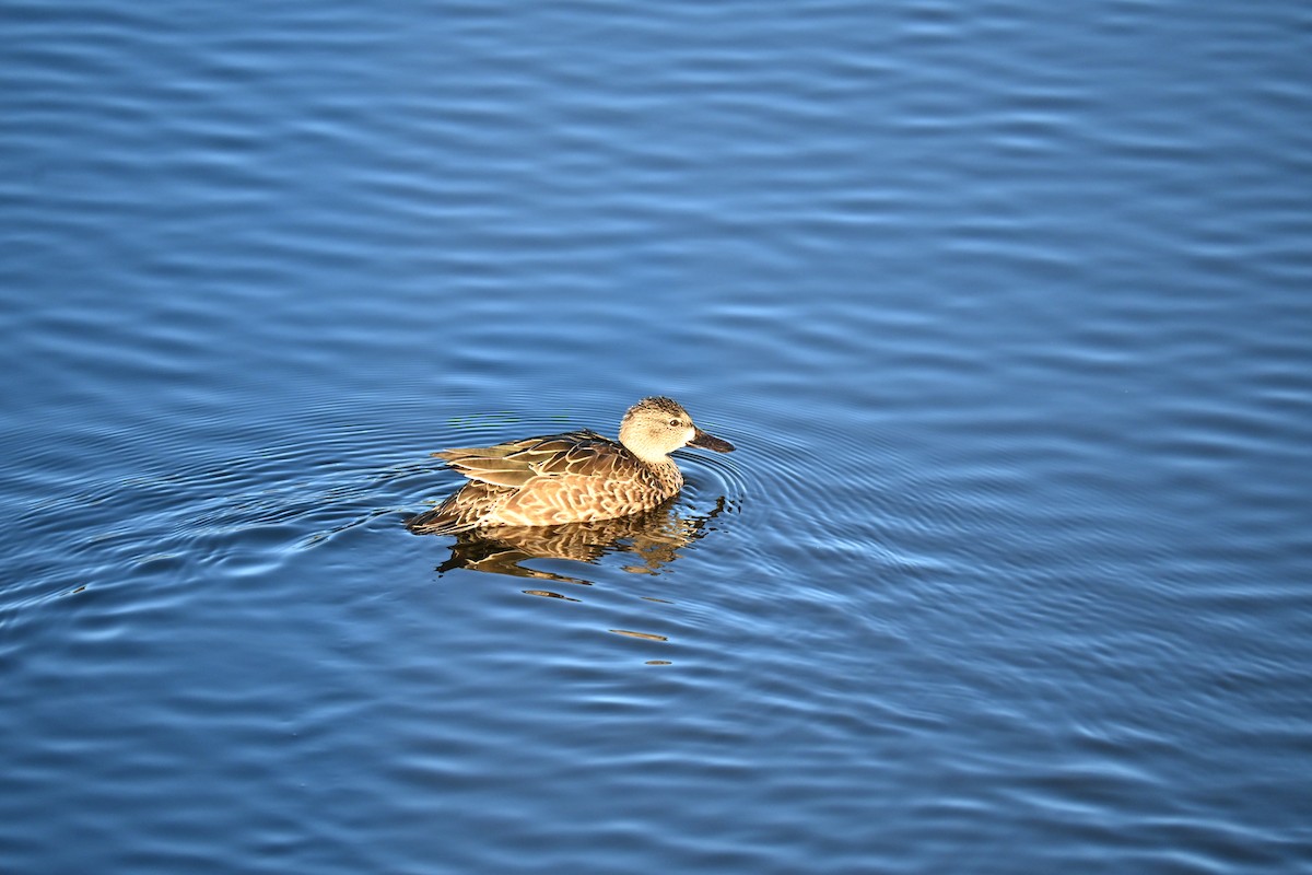 Blue-winged Teal - ML646156839