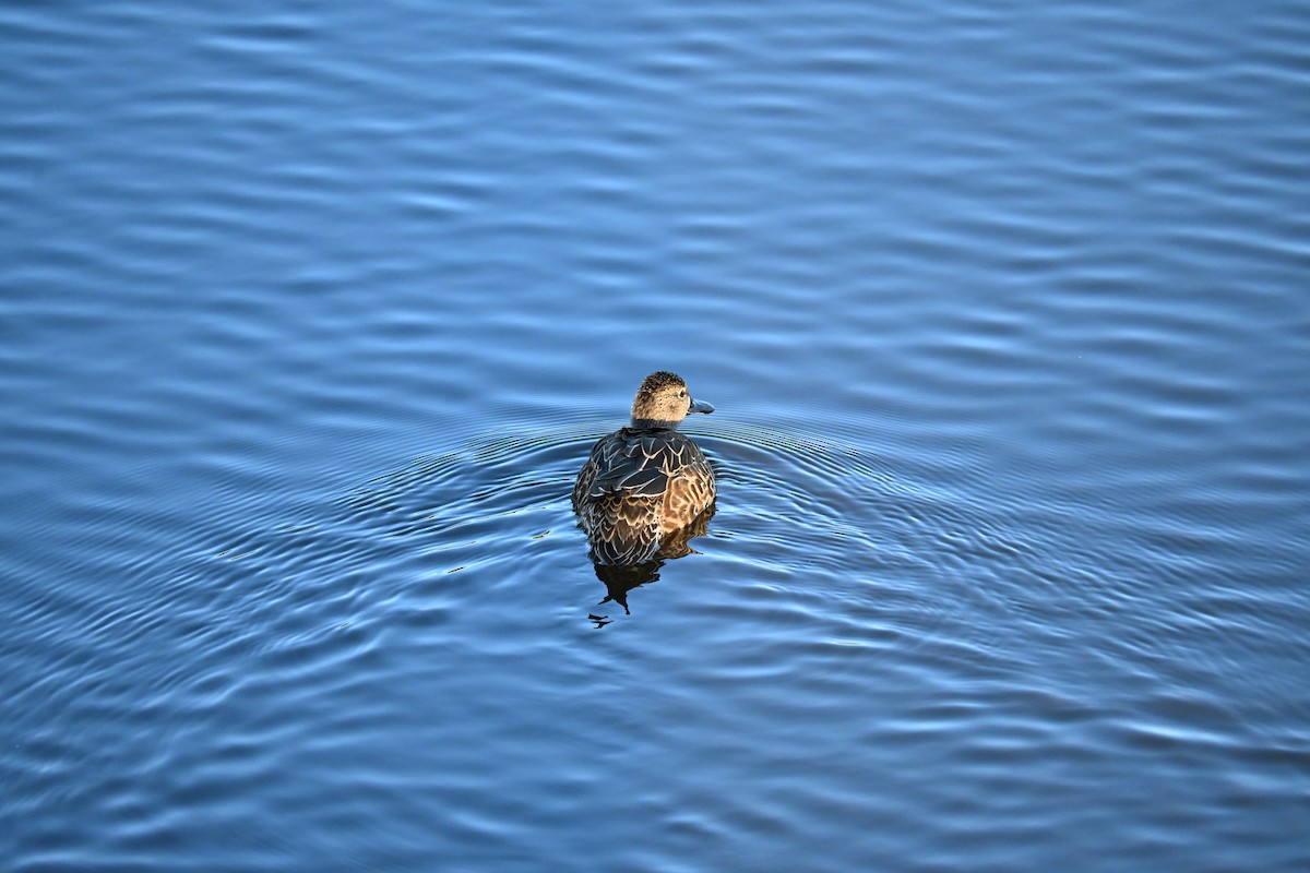 čírka modrokřídlá - ML646156840