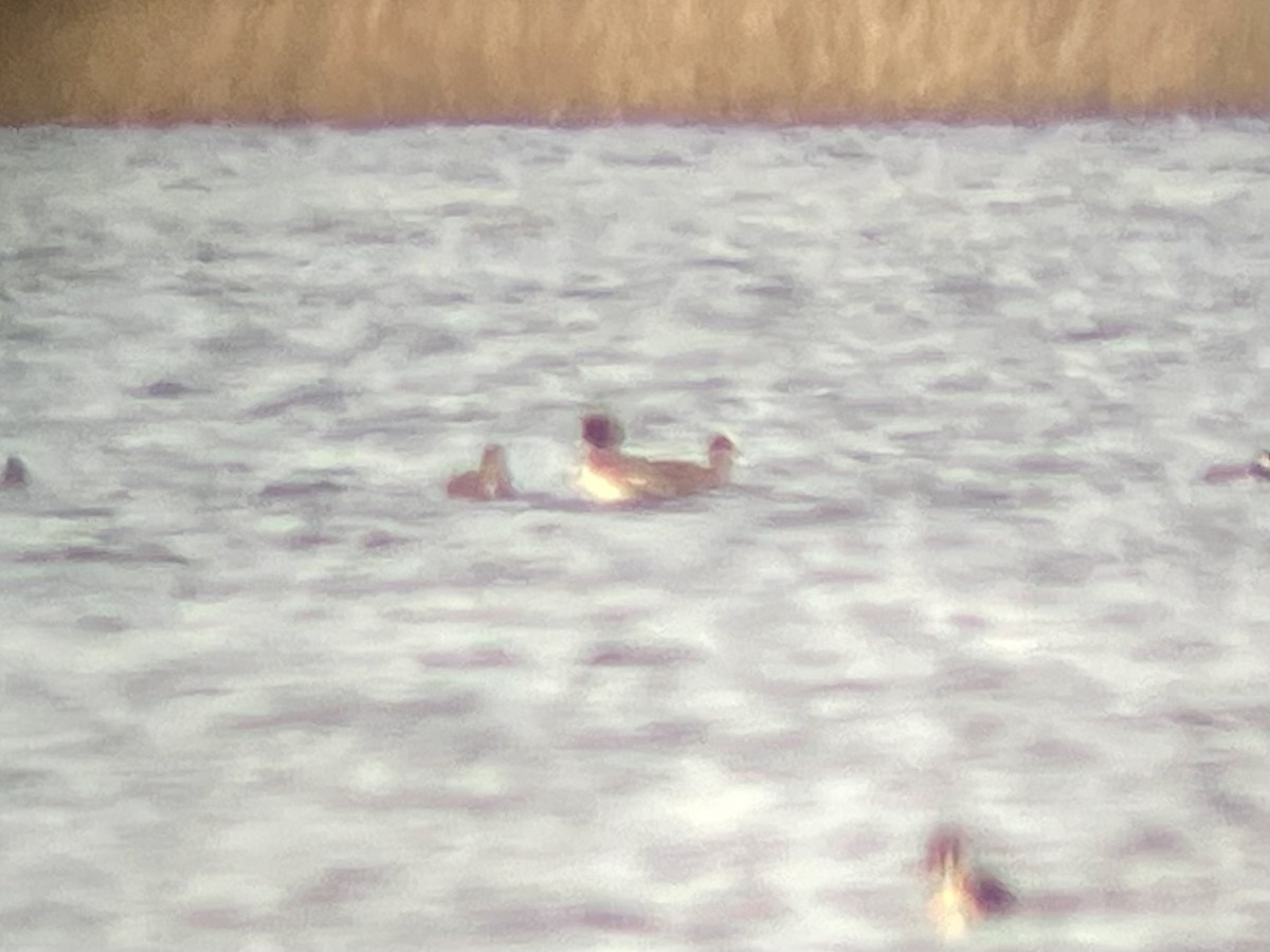 hvízdák eurasijský - ML646156841