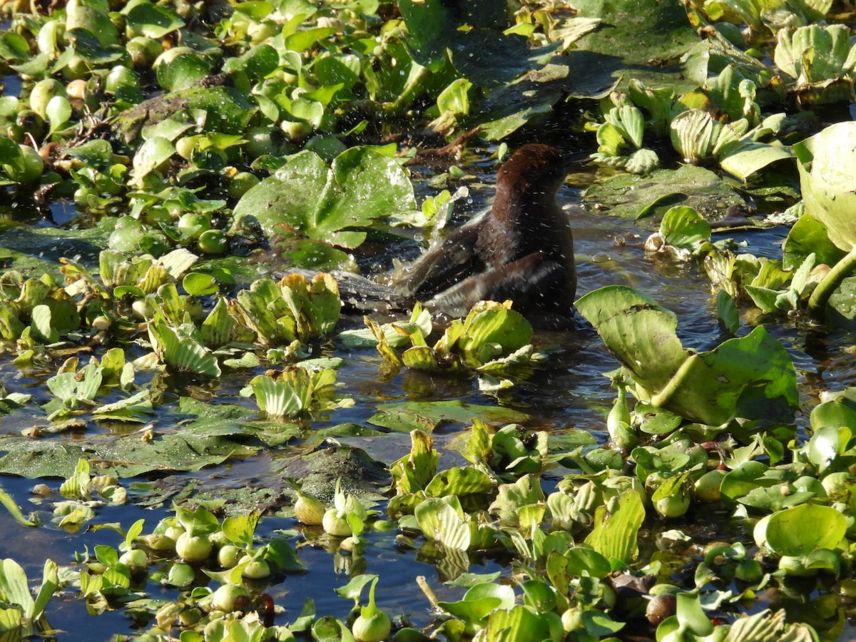 vlhovec člunoocasý - ML646156842