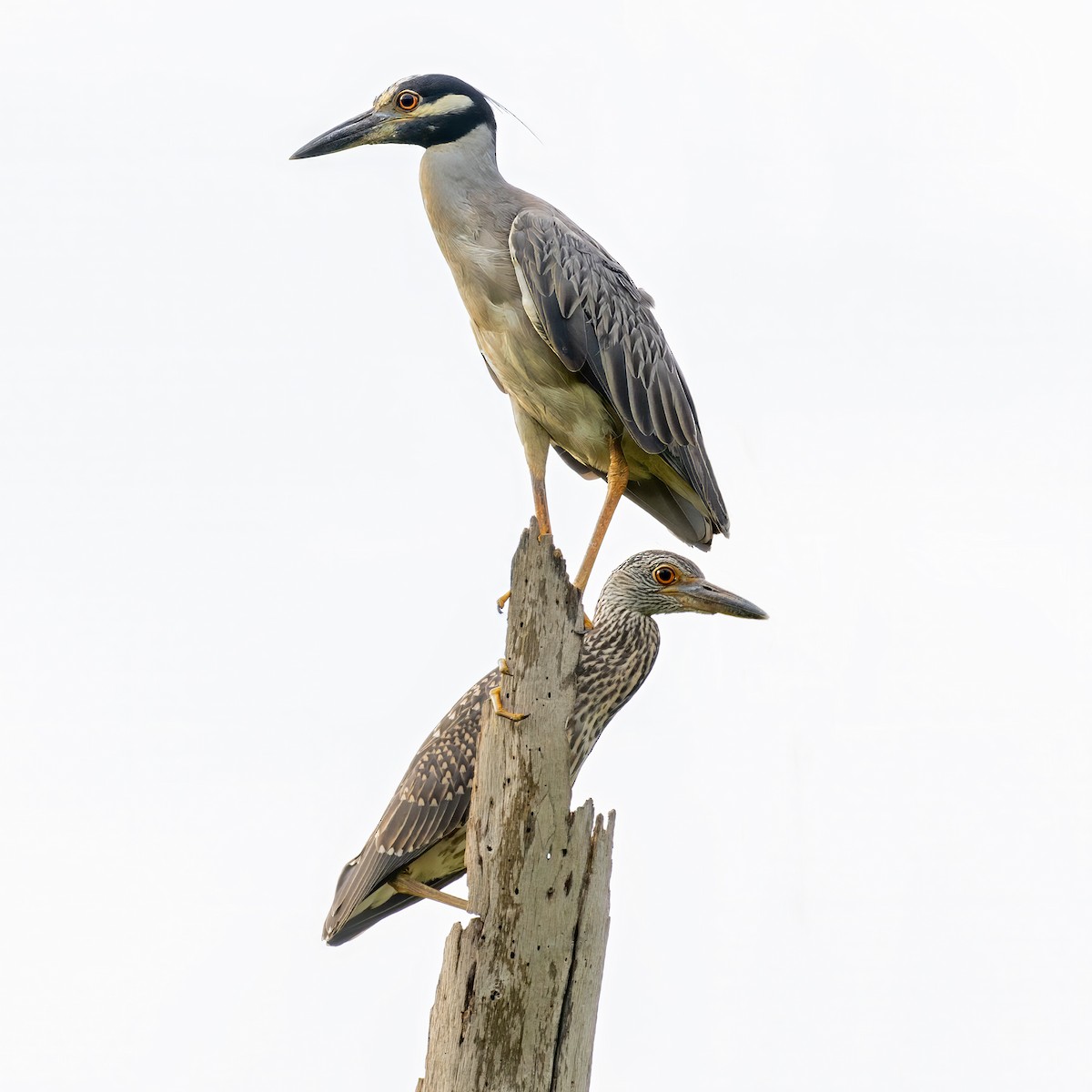 kvakoš žlutočelý - ML646156843